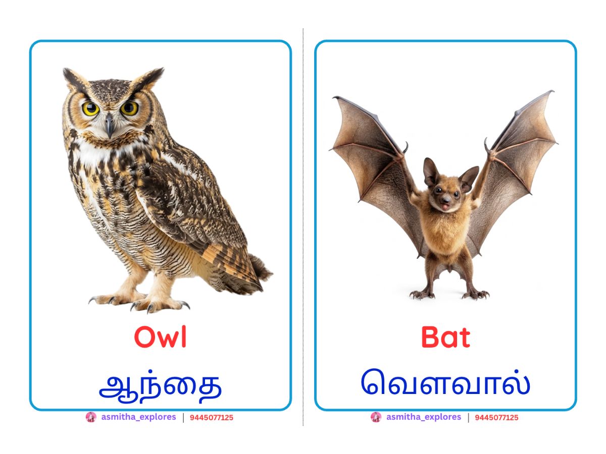 Birds Flash Cards