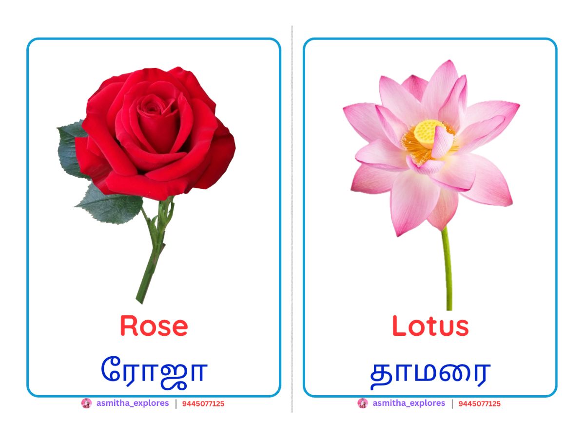 Flowers Flash Cards