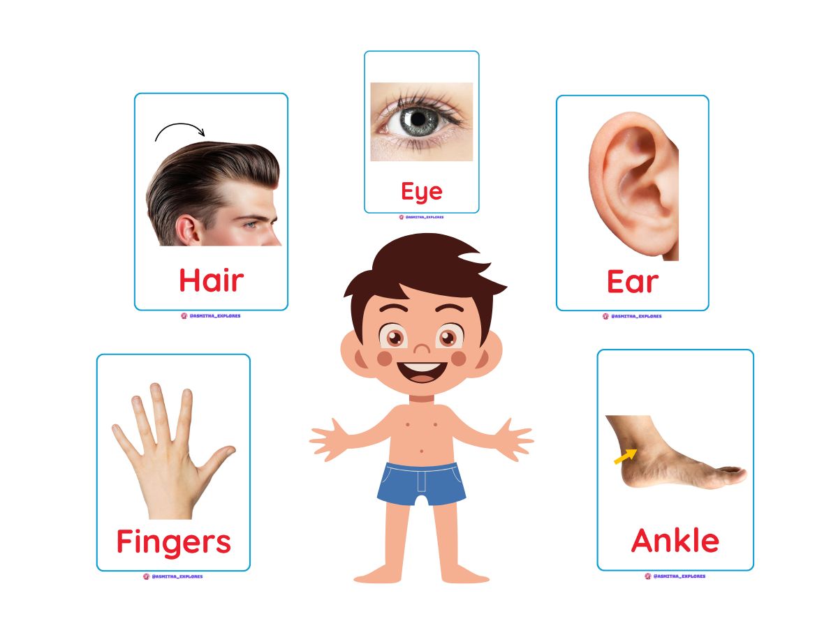 Parts of Body Flash Cards