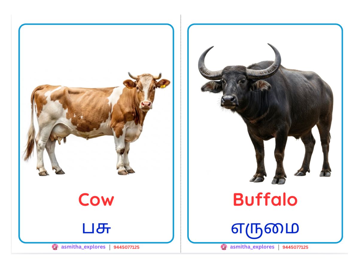 Wild & Domestic Animals Flash Cards